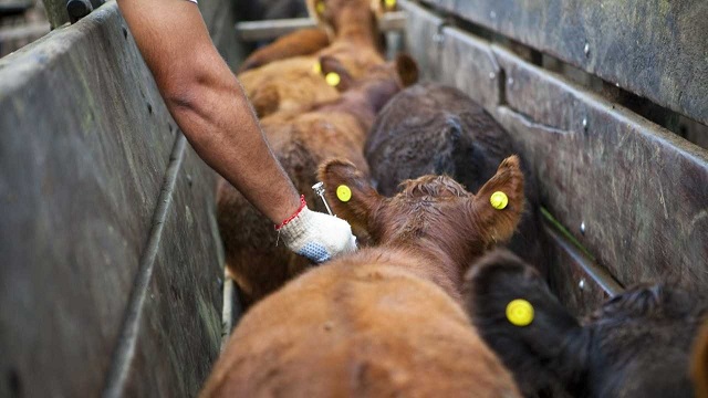 Más de 2,4 millones de bovinos fueron vacunados contra la aftosa en el Chaco