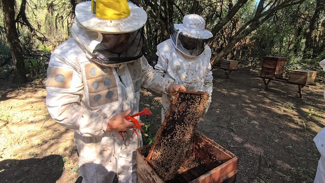 Gran Noticia: Chaco lidera la producción de Miel Orgánica en la Argentina 