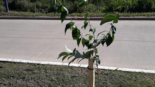 Cuidemos Nuestros Árboles: "Denuncie en la Secretaría de Medio Ambiente" expresó Kosciak