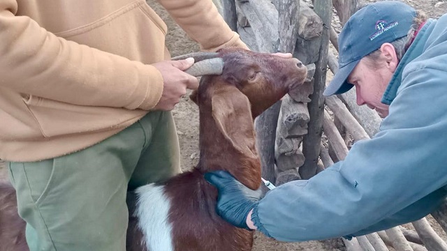 PROGANO: ASISTENCIA PERMANENTE A PRODUCTORES CAPRINOS Y OVINOS EN TODO EL CHACO