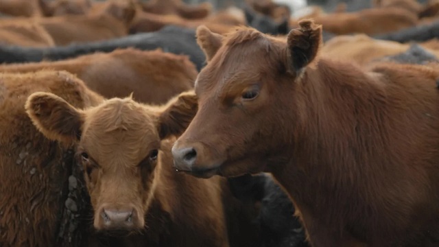 Eliminan el peso mínimo de faena para bovinos y liberan el mercado