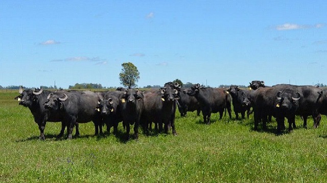 Tres días de Genética, Capacitaciones y Remate en la Expo Búfalos Chaco 2025 