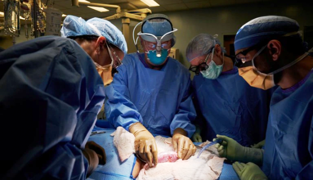 Histórico: trasplantaron un riñón de cerdo a un cuerpo humano y funcionó