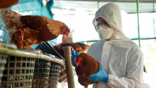 El Senasa descartó nuevos casos de influenza aviar esta semana