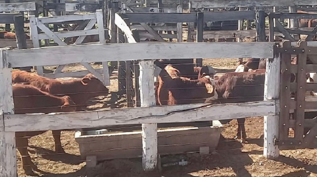 CASTELLI FUE SEDE DEL 12° REMATE GANADERO ASISTIDO PARA PEQUEÑOS PRODUCTORES