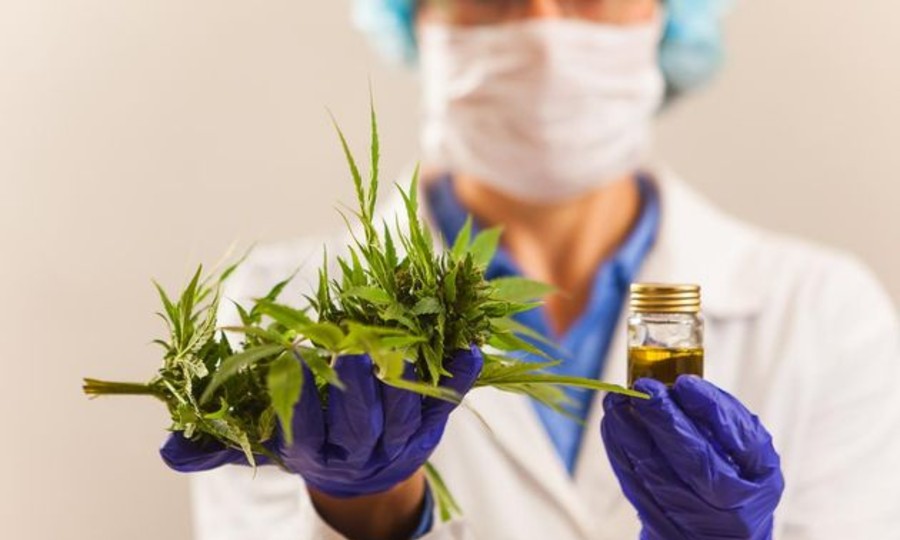 Otorgan los primeros 41 permisos del país para el autocultivo de cannabis medicinal