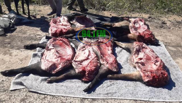 Villa Ángela: La División Investigaciones demoró a 7 personas por hurto de ganado menor