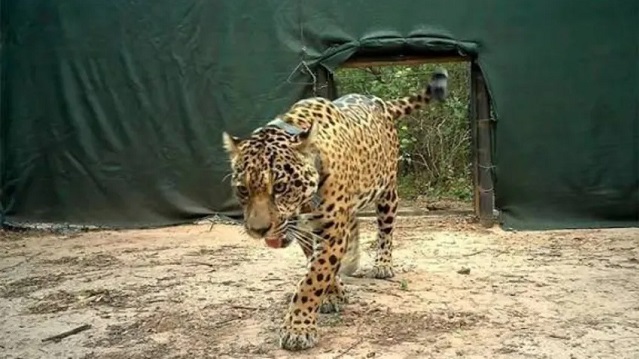 Buscan a la yaguaret&eacute; Aca&iacute;: ofrecen una recompensa r&eacute;cord de $250 millones