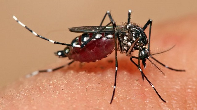 PIDEN EXTREMAR CUIDADOS Y REFORZAR ACCIONES CONTRA EL DENGUE