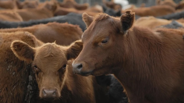 La faena vacuna cay&oacute; al nivel m&aacute;s bajo en d&eacute;cadas y el consumo de carne por habitante sigue en descenso