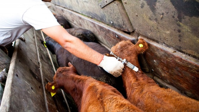 Habilitan libre elecci&oacute;n de veterinarios para vacunaci&oacute;n contra la fiebre aftosa y la brucelosis bovina