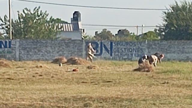 Villa Angela: Distintos equipos de desmalezados trabajan en la ciudad  